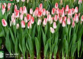 Tulipa Sweet Simone ® (1)